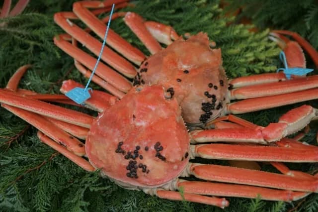 Snow crab from Hashitate Port